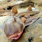 Port Jackson Shark am Greenpatch Beach