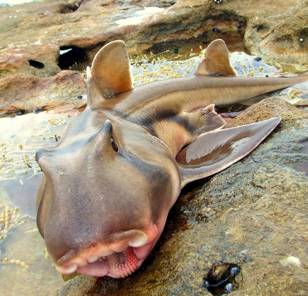 Port Jackson Shark am Greenpatch Beach