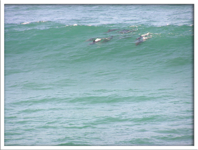 Port Macquarie Shelley beach.