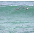 Port Macquarie Shelley beach.