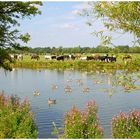 Port Meadow