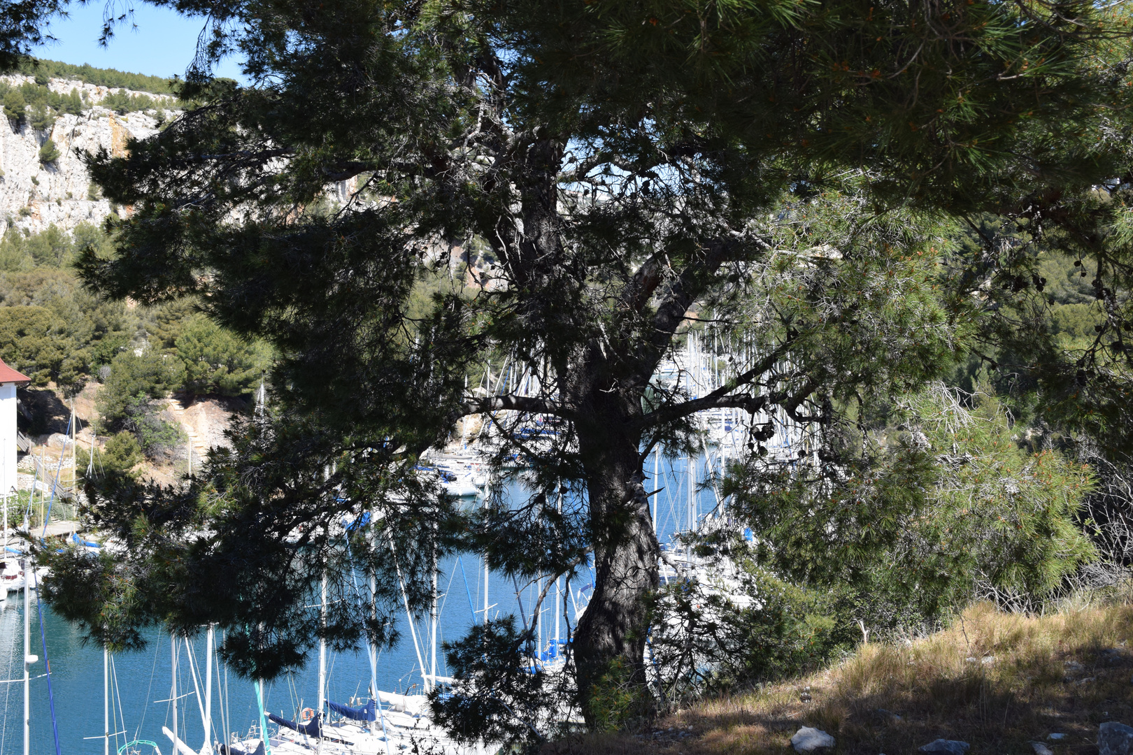 port miou à cassis