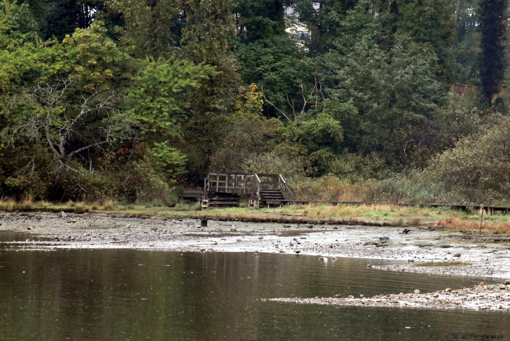 Port Moody Beach