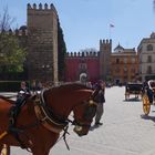 Porta del Leone - entrata ai palazzi reali (Real Alcazar) Siviglia