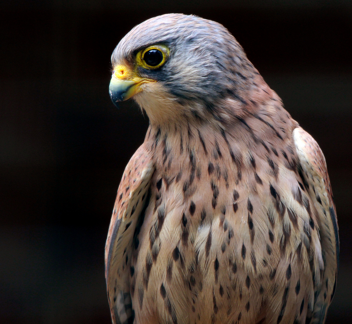 Portät eines Rötelfalken (Falco naumanni)