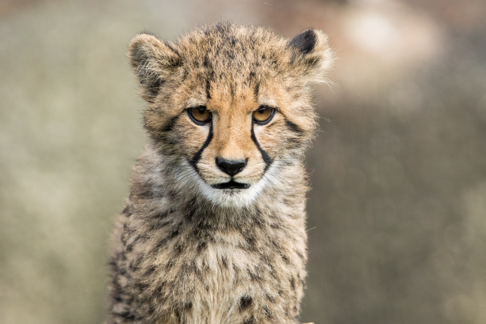 Portät junger Gepard