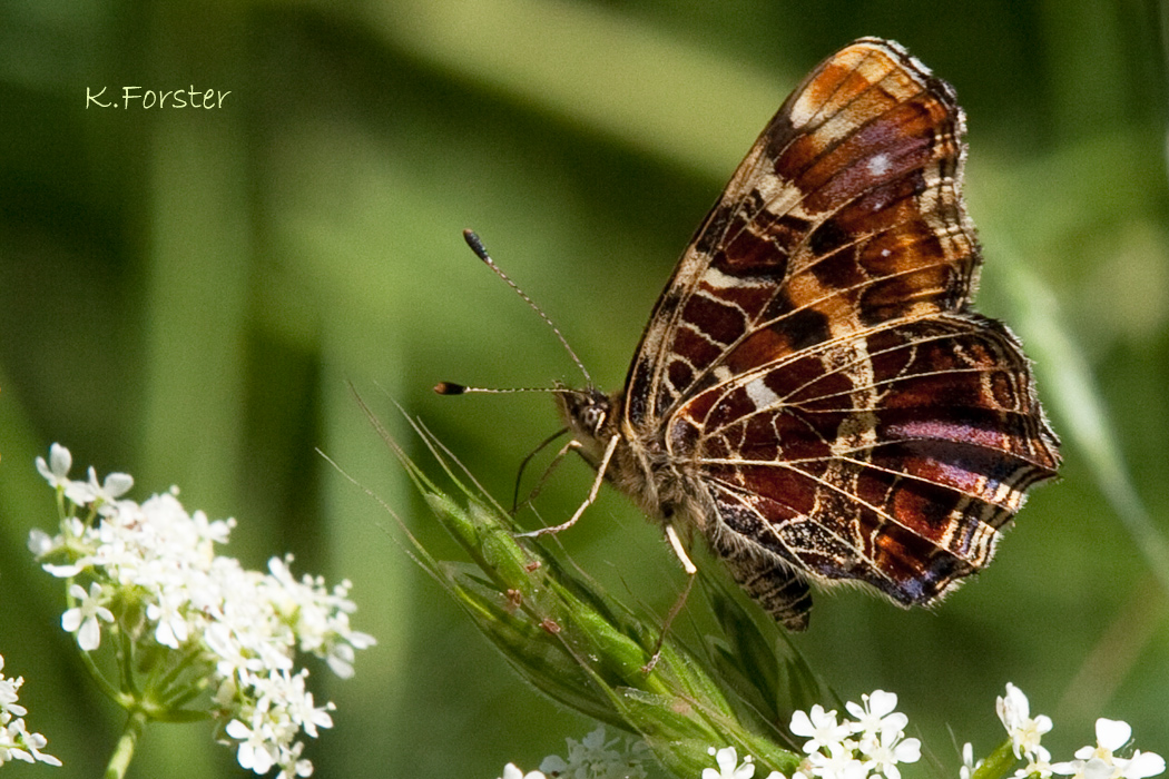 Portät Schmetterling