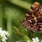 Portät Schmetterling