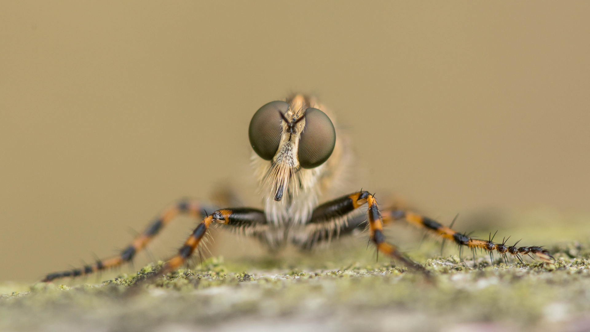 Portait der Burschen-Raubfliege