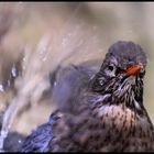 Portait einer Amseldame beim Baden