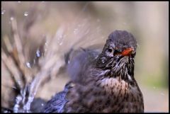 Portait einer Amseldame beim Baden