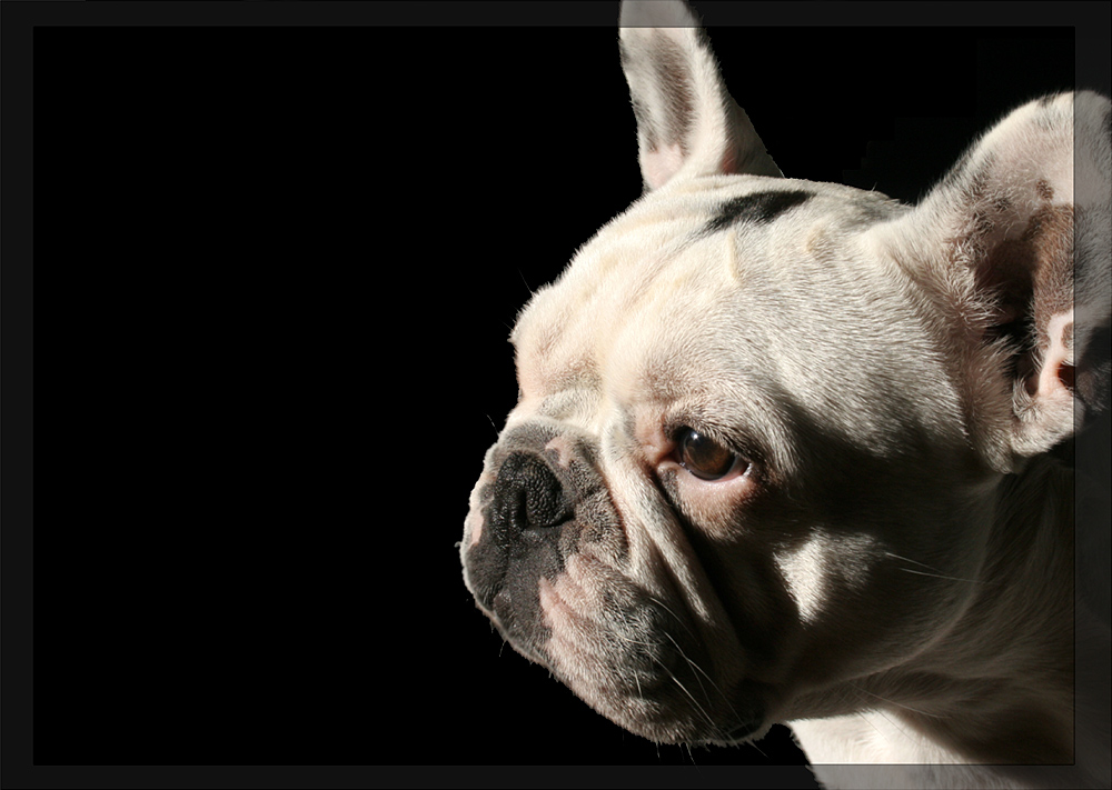 Portait einer französischen Bulldogge