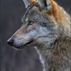 Portait eines Alpfa-Wolf