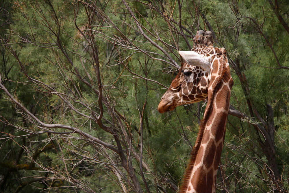 portait girafe