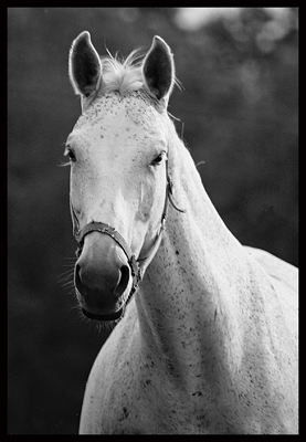 Portait of a grey mare