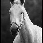 Portait of a grey mare