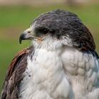 Portait Rotrückenbussard