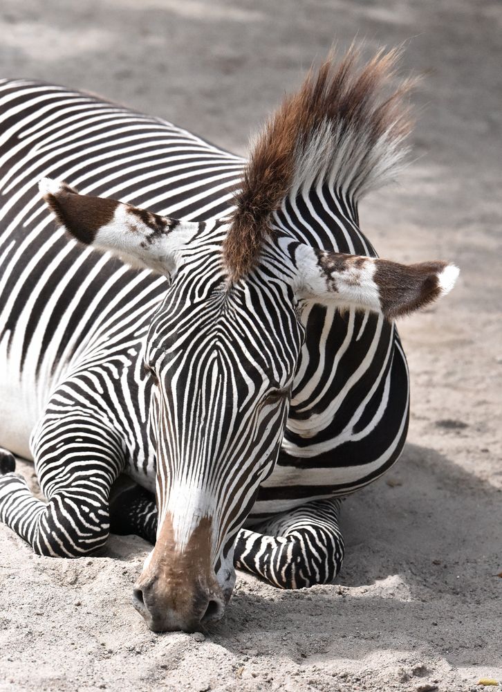 Portait Zebra