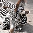 Portait Zebra