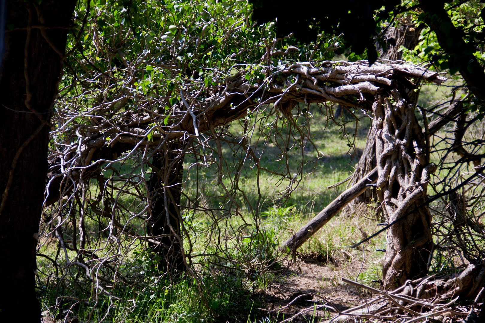 Portal to the woods