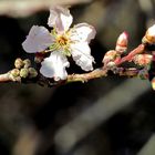 Porte sur le Printemps - Fenster auf den Frühling