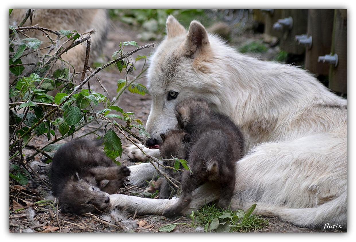 Portée de LOUPS MACHENZIE