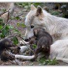 Portée de LOUPS MACHENZIE