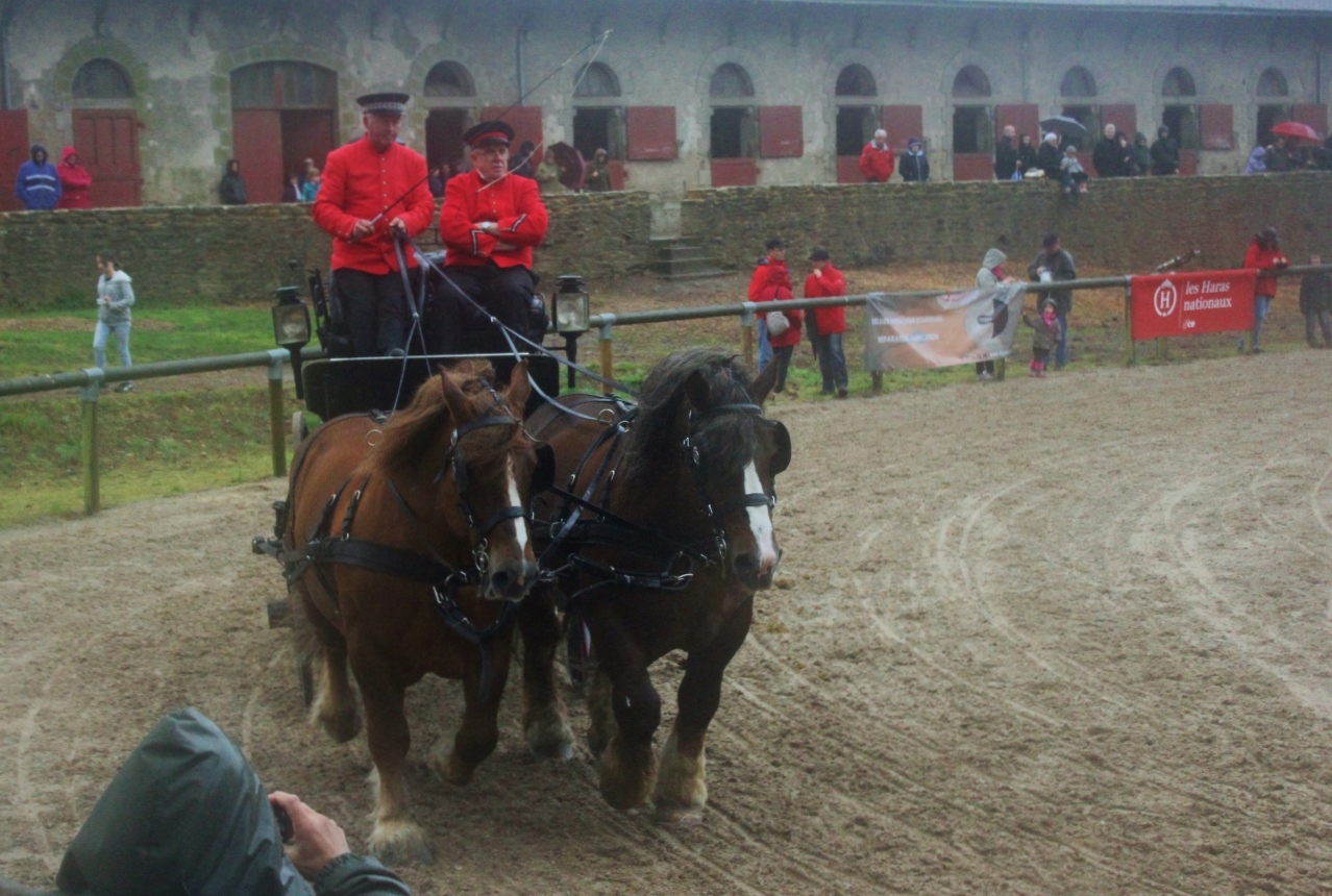 Portes ouvertes au haras d'Hennebont (Morbihan)