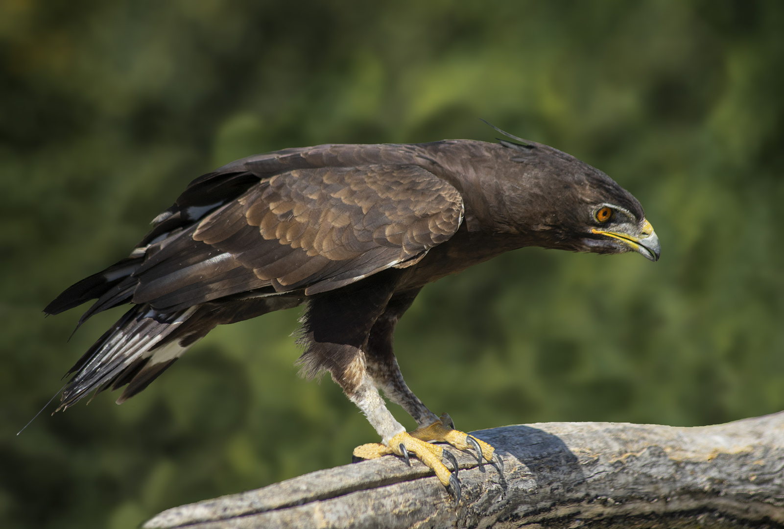 Porteur d'une huppe (Nisaetus cirrhatus, aigle huppé)