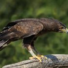 Porteur d'une huppe (Nisaetus cirrhatus, aigle huppé)