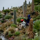 Porteurs au repos (Mont Kenya)