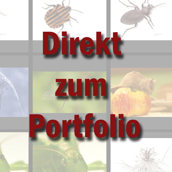 Portfolio Ravensburg