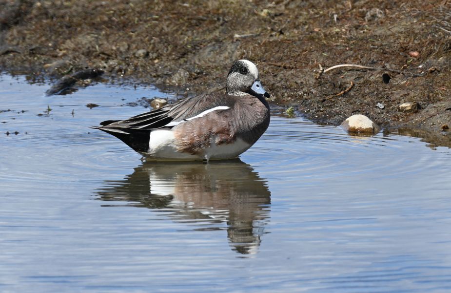 portly mister wigeon ... 