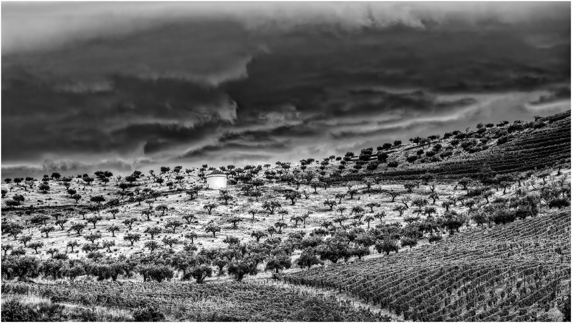 Portogiesische Flußlandschaft Douro - Ölbäume Weinreben mit Taubenhaus