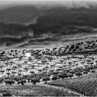 Portogiesische Flußlandschaft Douro - Ölbäume Weinreben mit Taubenhaus