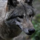 Porträit des Europäischen Grauwolfs - Canis lupus lupus