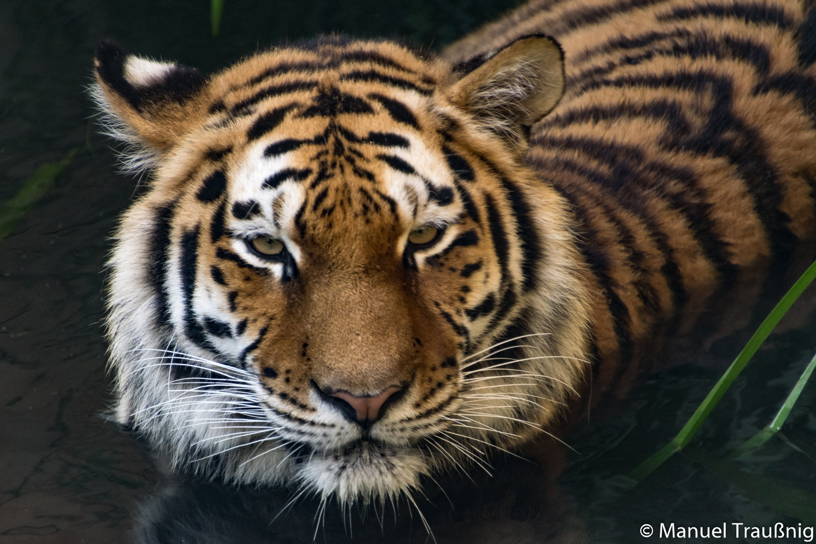 Porträit des Tigers am 17.06.22 im Zoo Hannover