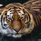 Porträit des Tigers am 17.06.22 im Zoo Hannover