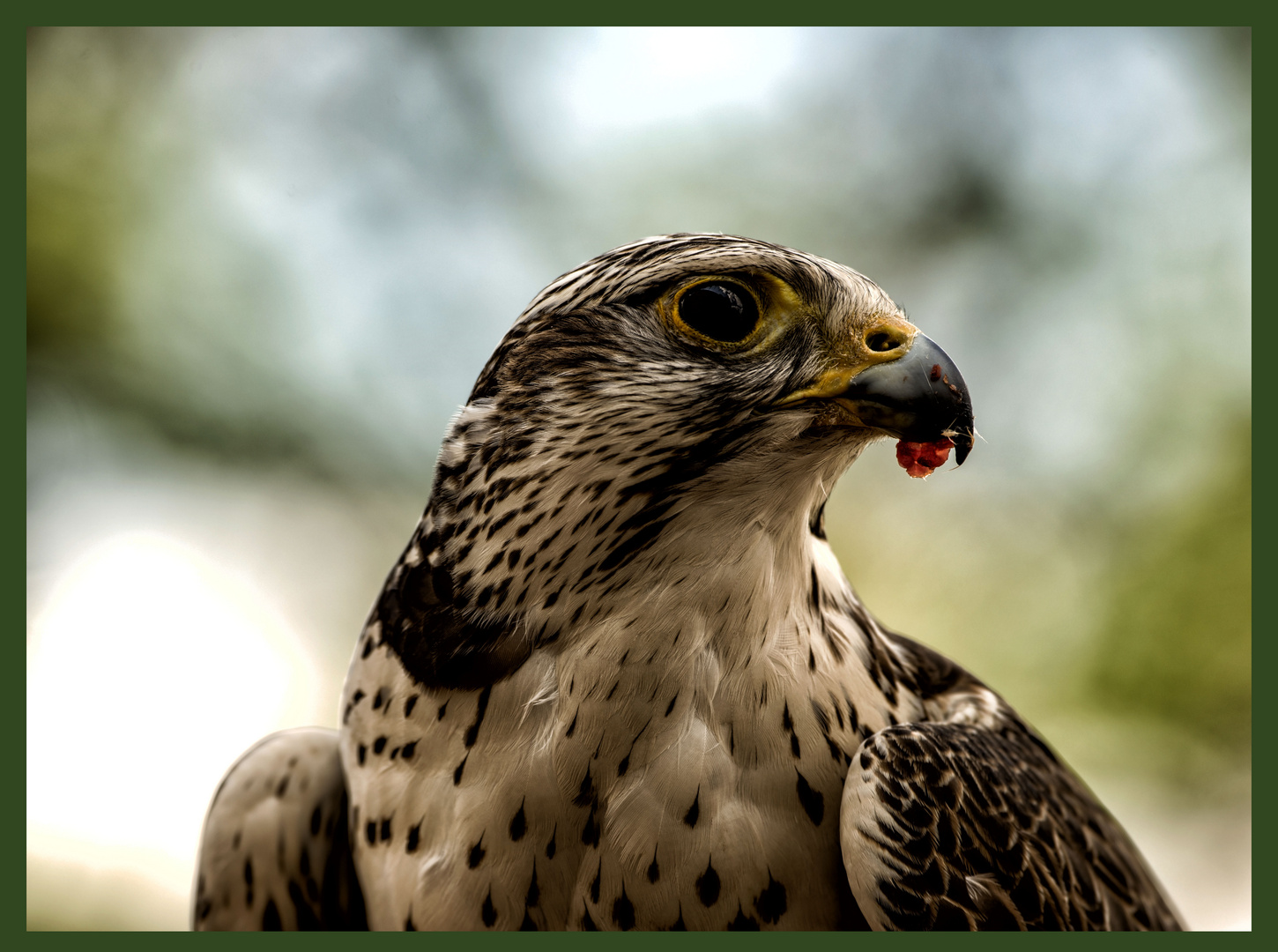 Porträit Foto - Sakerfalke (Falco cherrug)