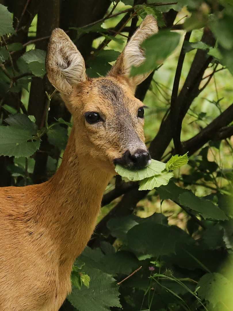 Porträt (2018_06_24_EOS 6D Mark II_4909_ji)