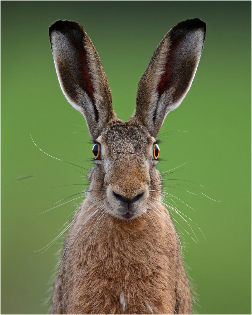 Portrt Foto & Bild | Hase, Natur, Tiere Bilder Auf Fotocommunity