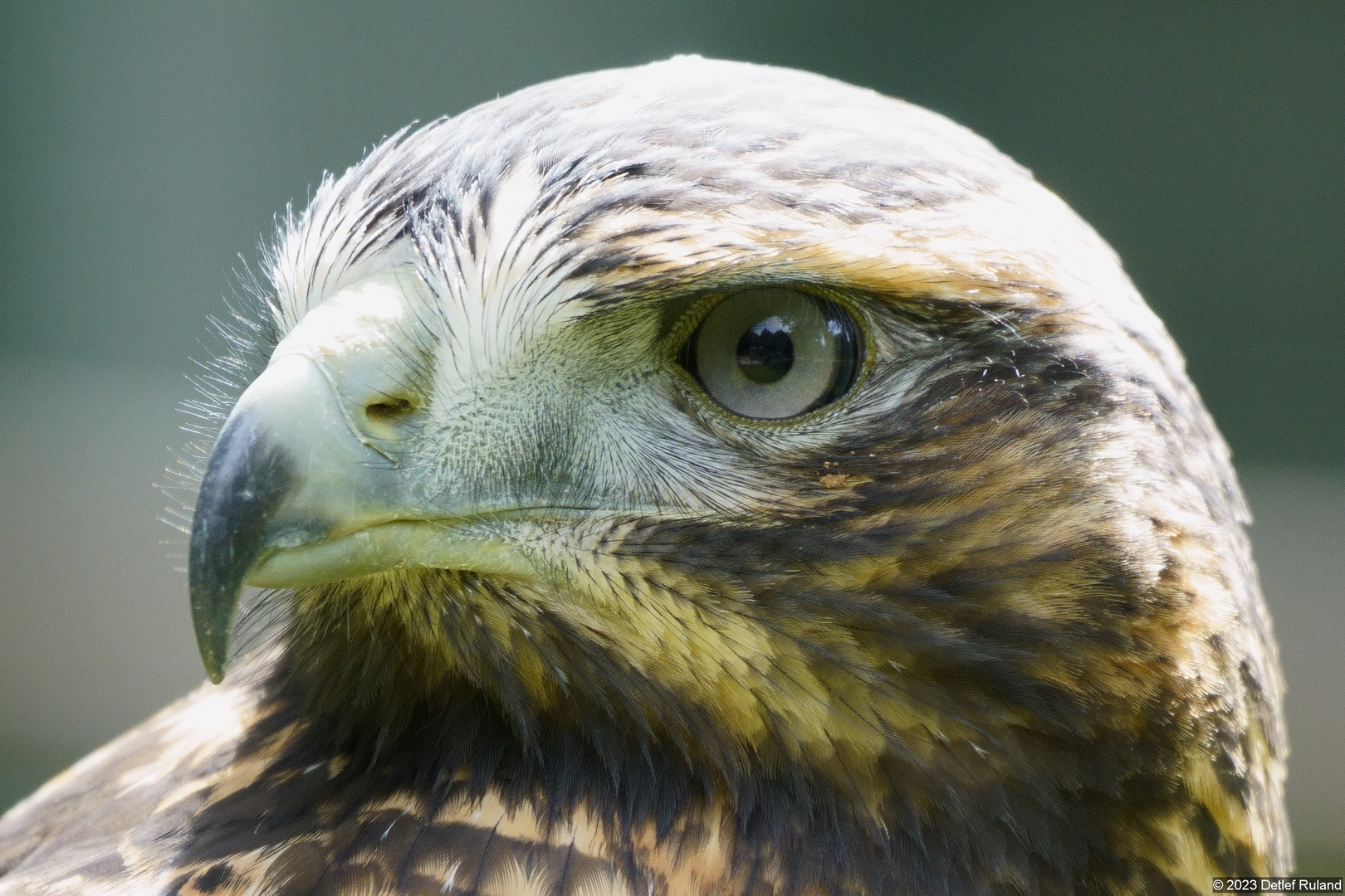 Porträt - Adler , Bussard , Falke # 1