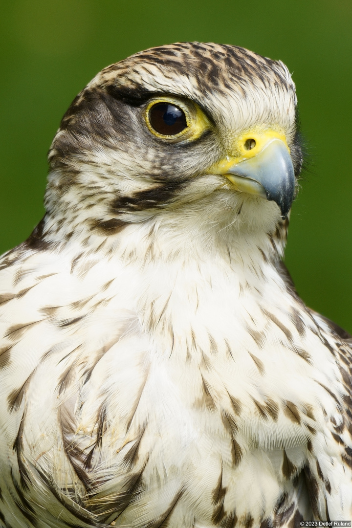 Porträt - Adler , Bussard , Falke # 3