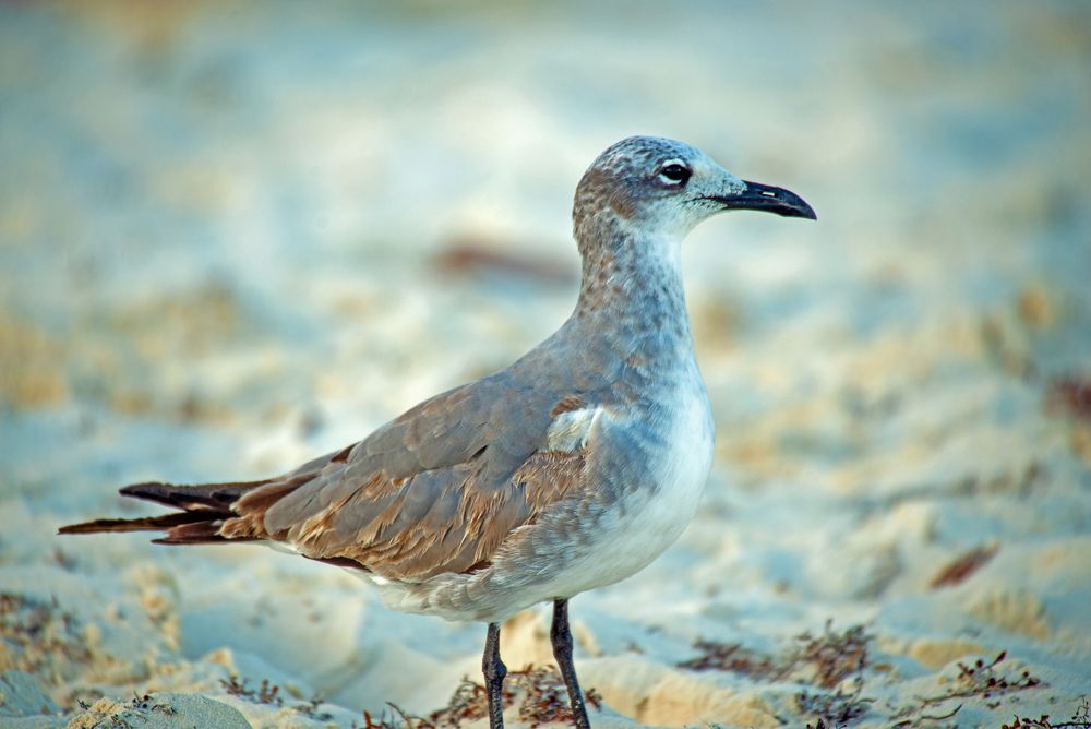 Porträt am Strand.