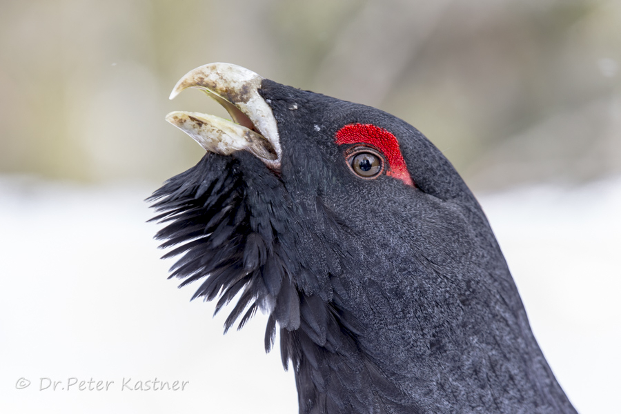  Porträt Auerhahn (Tetrao urogallus)