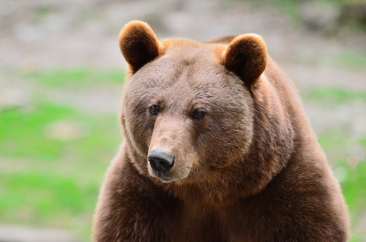 Porträt Braunbär, Portrait brown bear, Retrato, oso pardo