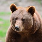 Porträt Braunbär, Portrait brown bear, Retrato, oso pardo