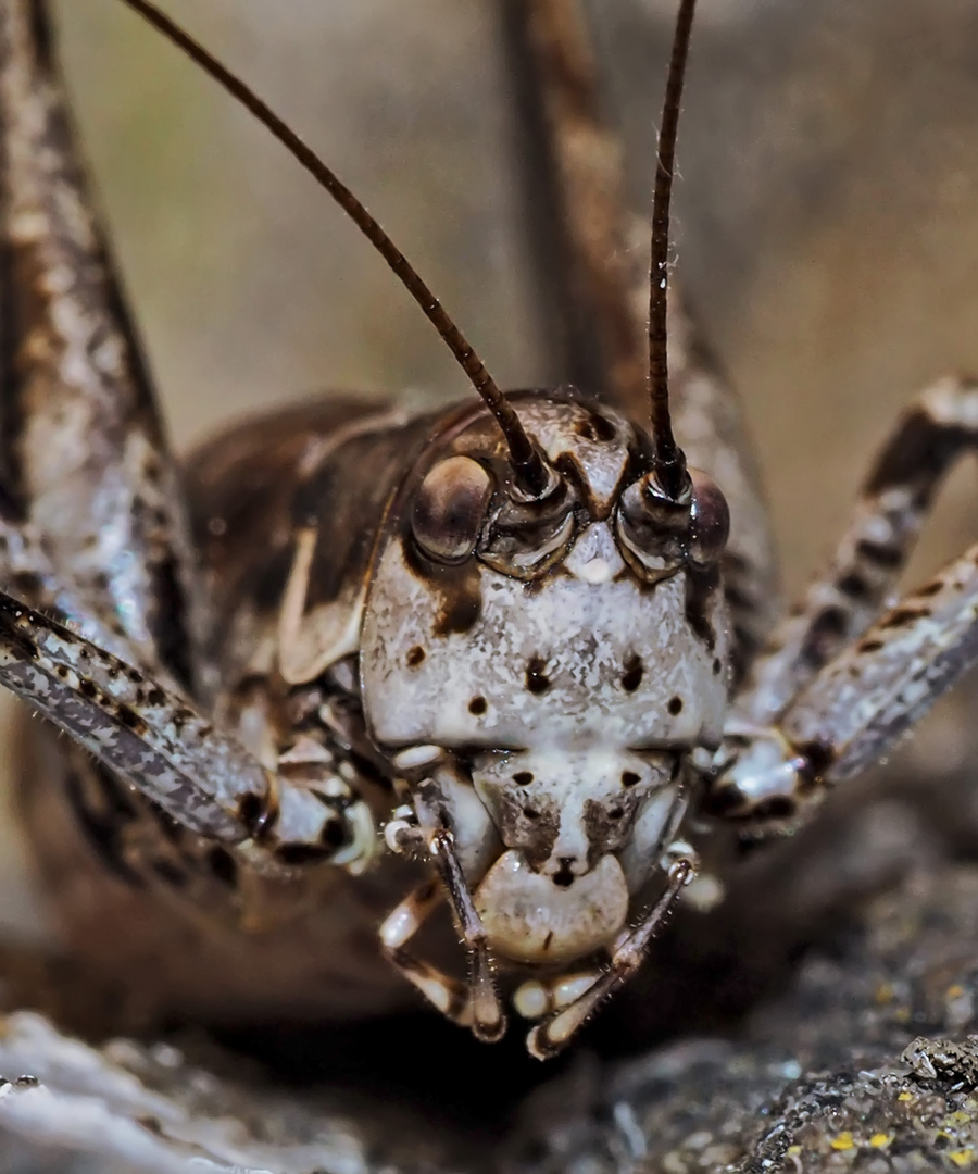 Porträt der Braunfleckigen Beißschrecke (Platycleis tessellata) ? - Decticelle carroyée.