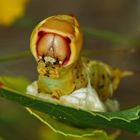 Porträt der Raupe vom Grossen Gabelschwanz (Cerura vinula) - La chenille de l'Hermine: portrait!