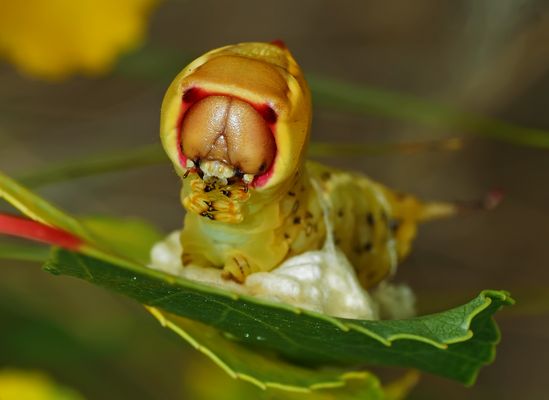 Porträt der Raupe vom Grossen Gabelschwanz (Cerura vinula) - La chenille de l'Hermine: portrait!